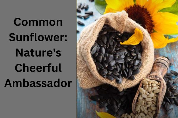 Common Sunflower: Nature's Cheerful Ambassador