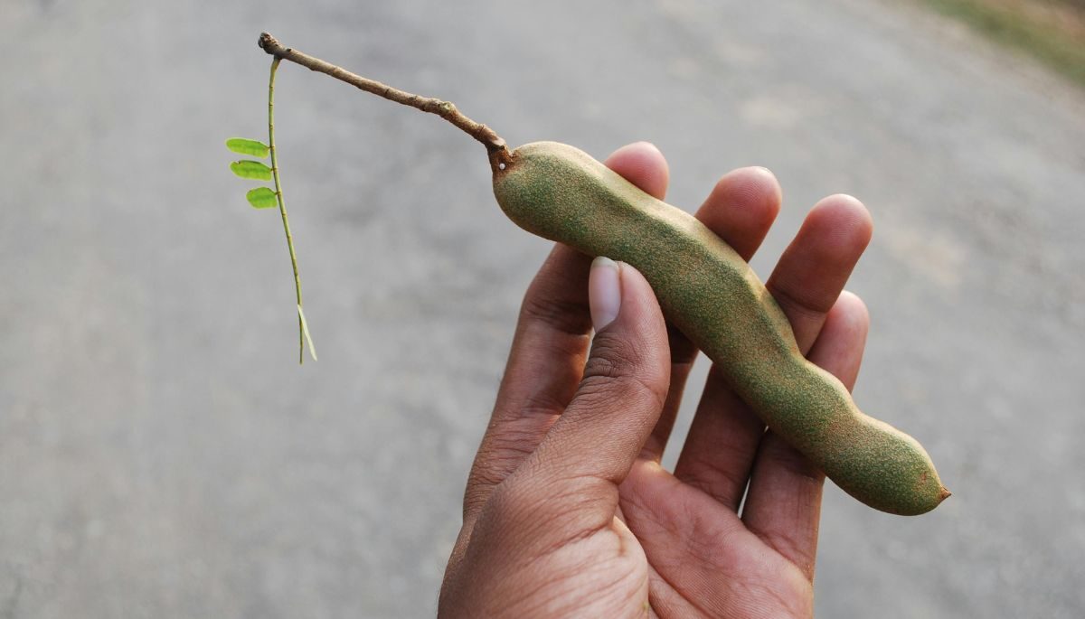 Health -Tamarind with fingers shown